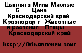 Цыплята Мини Мясные Б77  › Цена ­ 100 - Краснодарский край, Краснодар г. Животные и растения » Птицы   . Краснодарский край